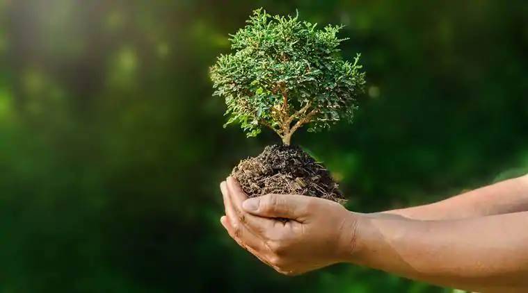 hand holding tree